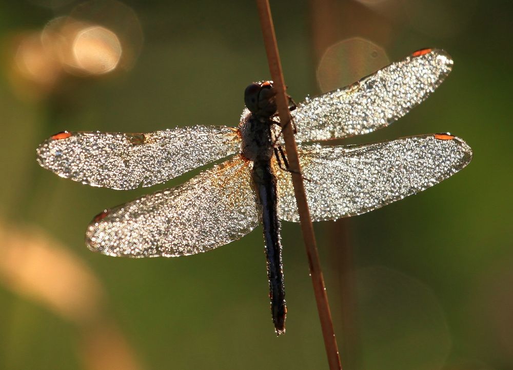 Photograph by PERESHEIN ANDREY