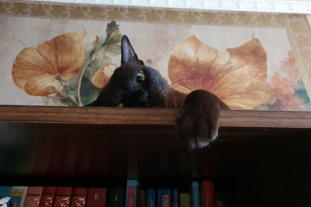 Фотография автора Надежда Лисицына