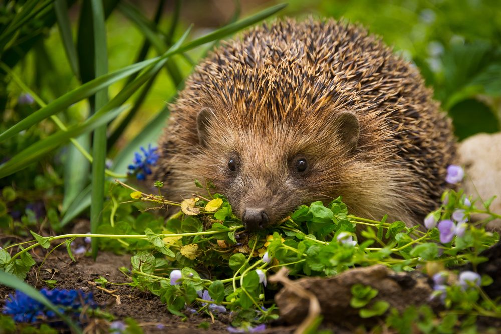 С весенним букетом
