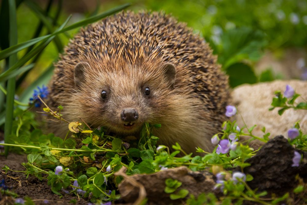 В весеннем саду