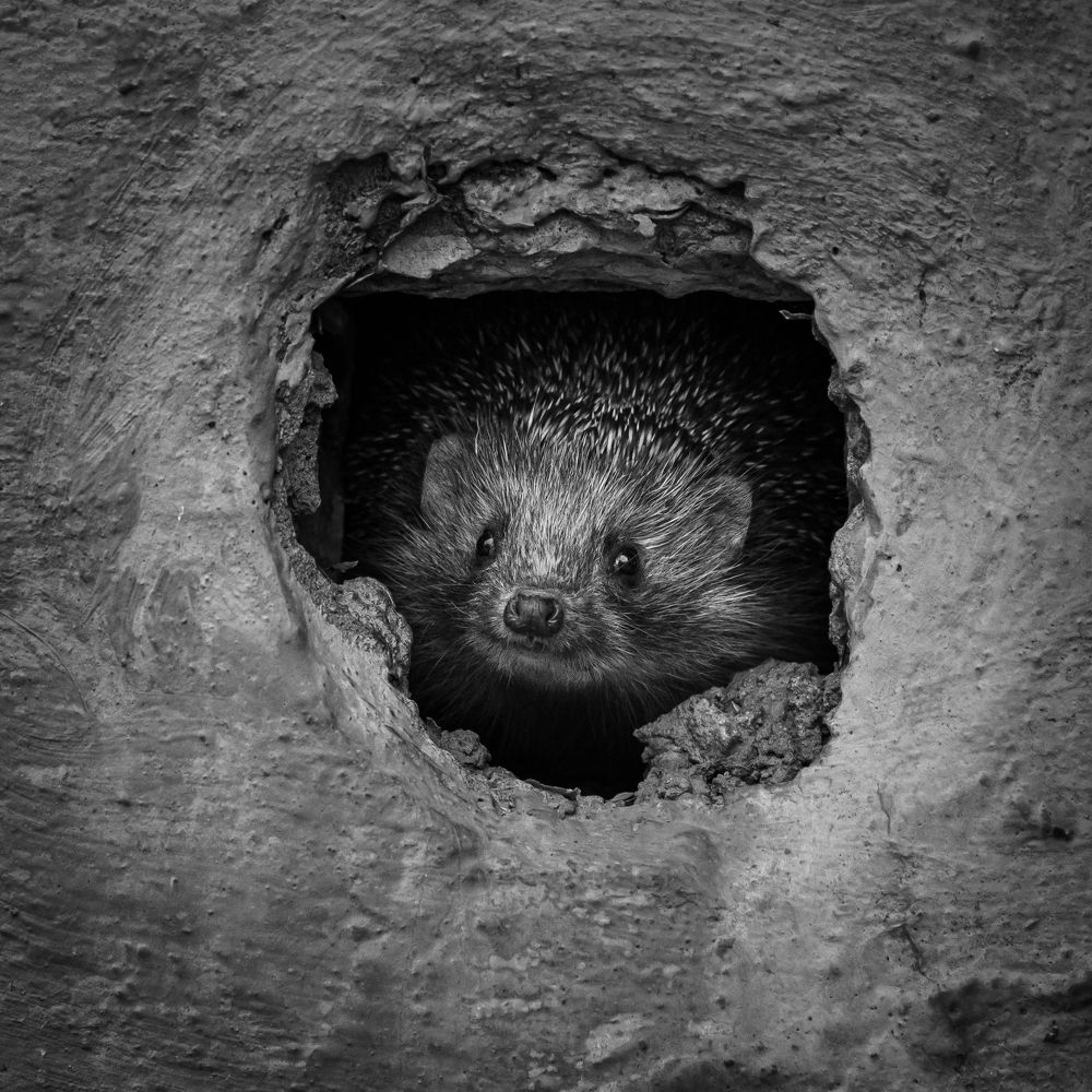 Портрет ежихи