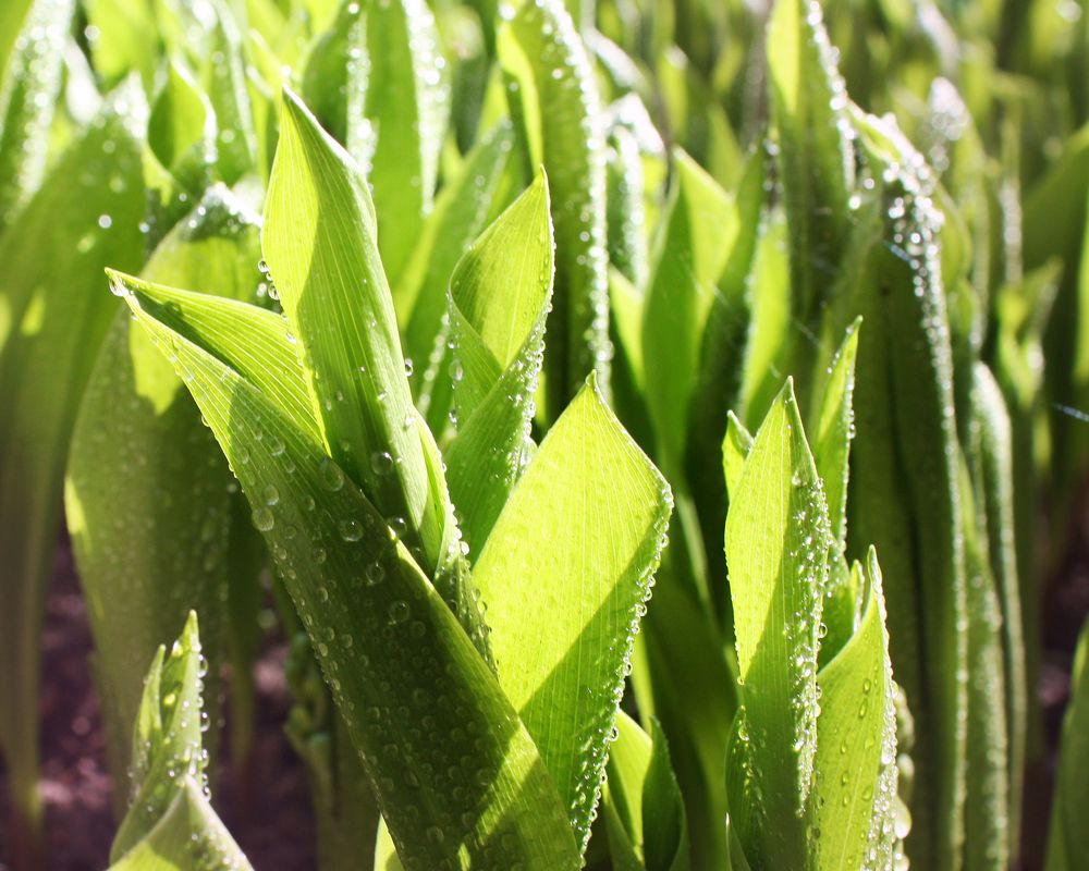 Lilies of the valley