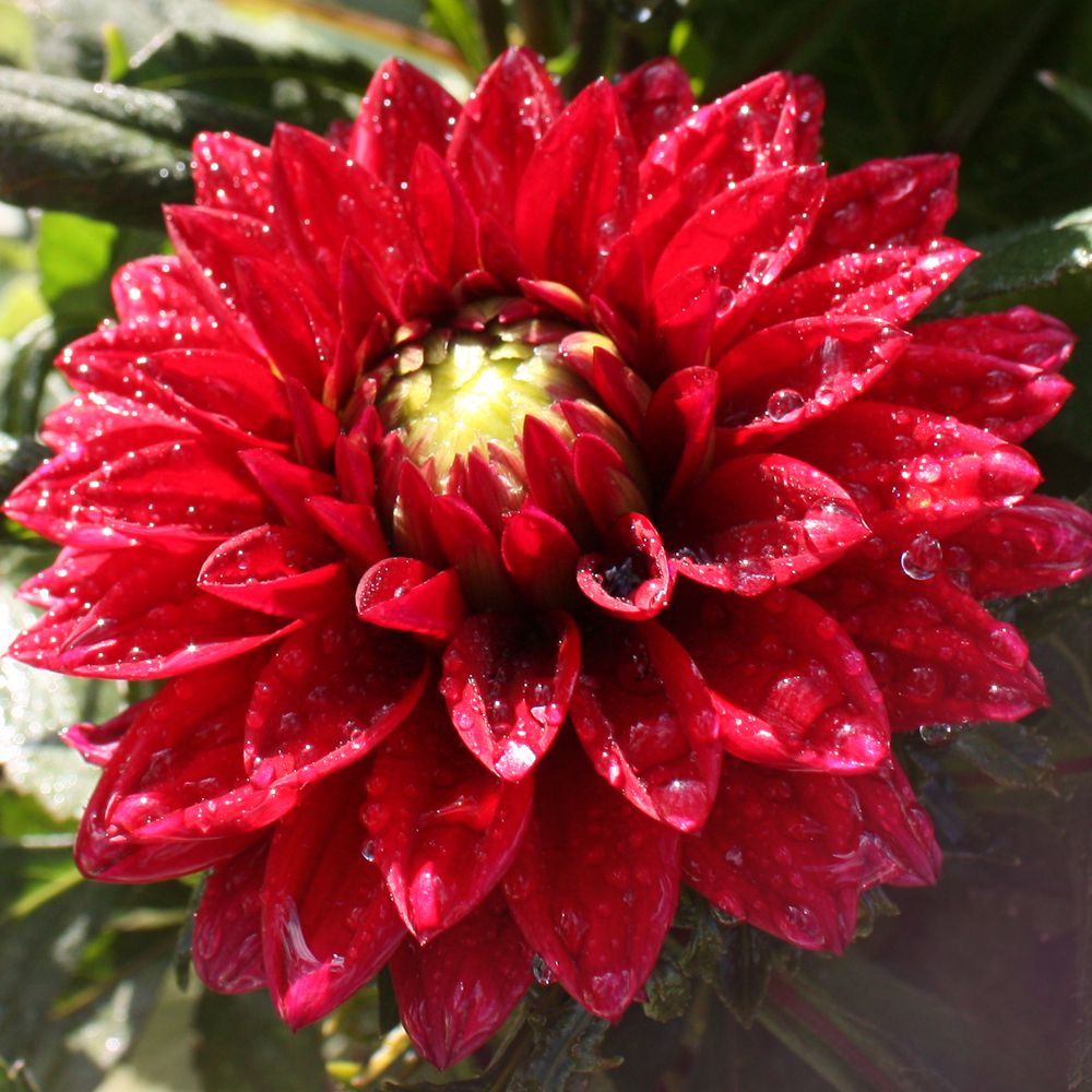 Photograph by Лилия Голд