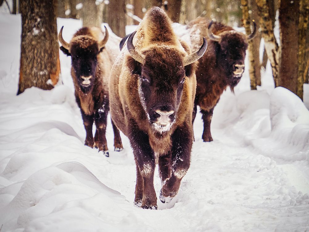 Фотография автора Петр Богомазов