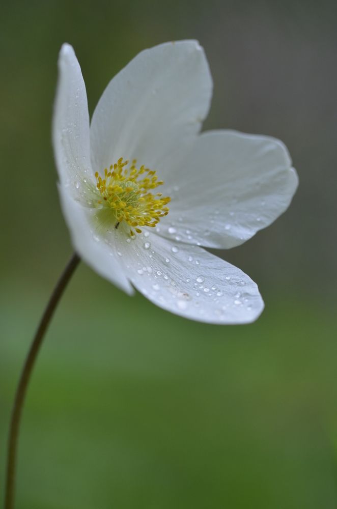 Photograph by Людмила Воропаева