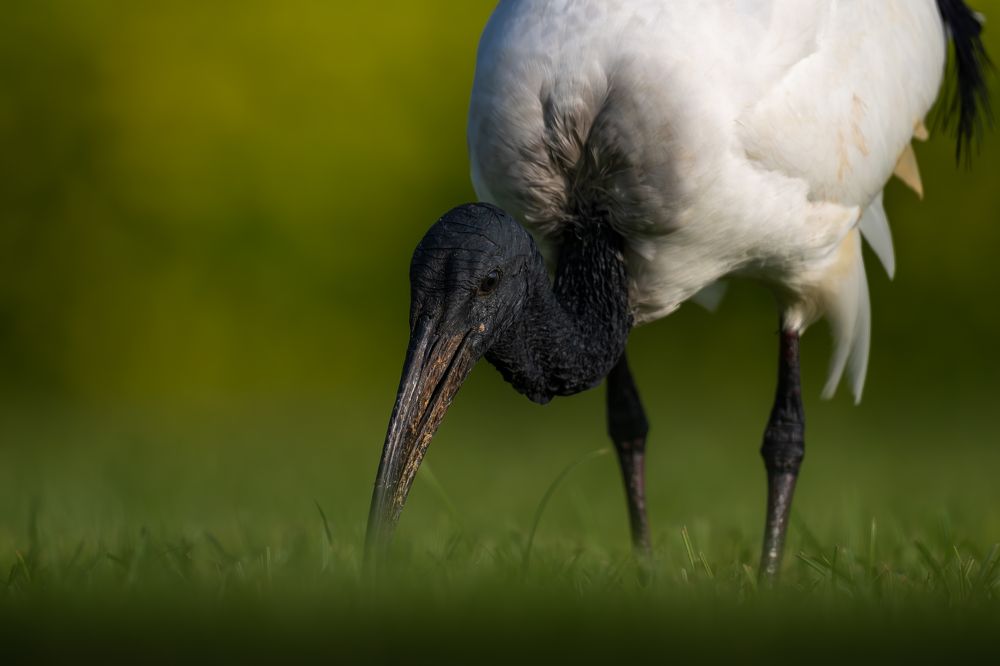 Photograph by Rakshith Avr