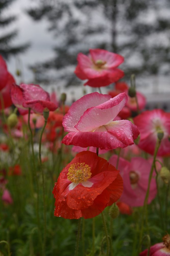 Photograph by Людмила Воропаева