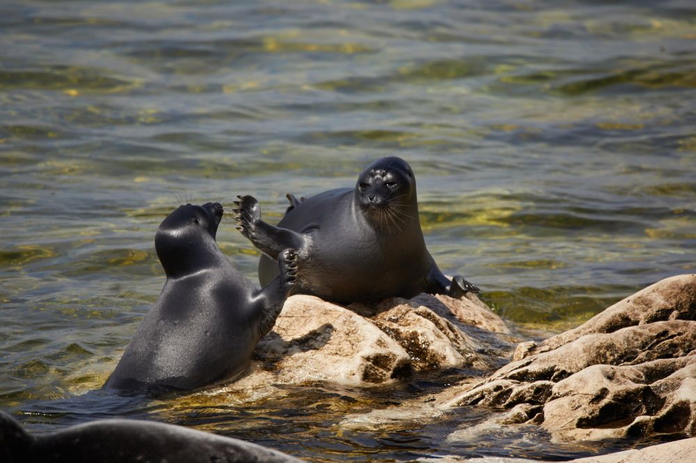 Фотография автора Boris Konovalov