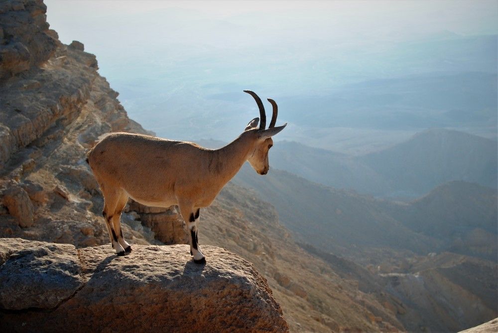 Фотография автора Галина Гершман