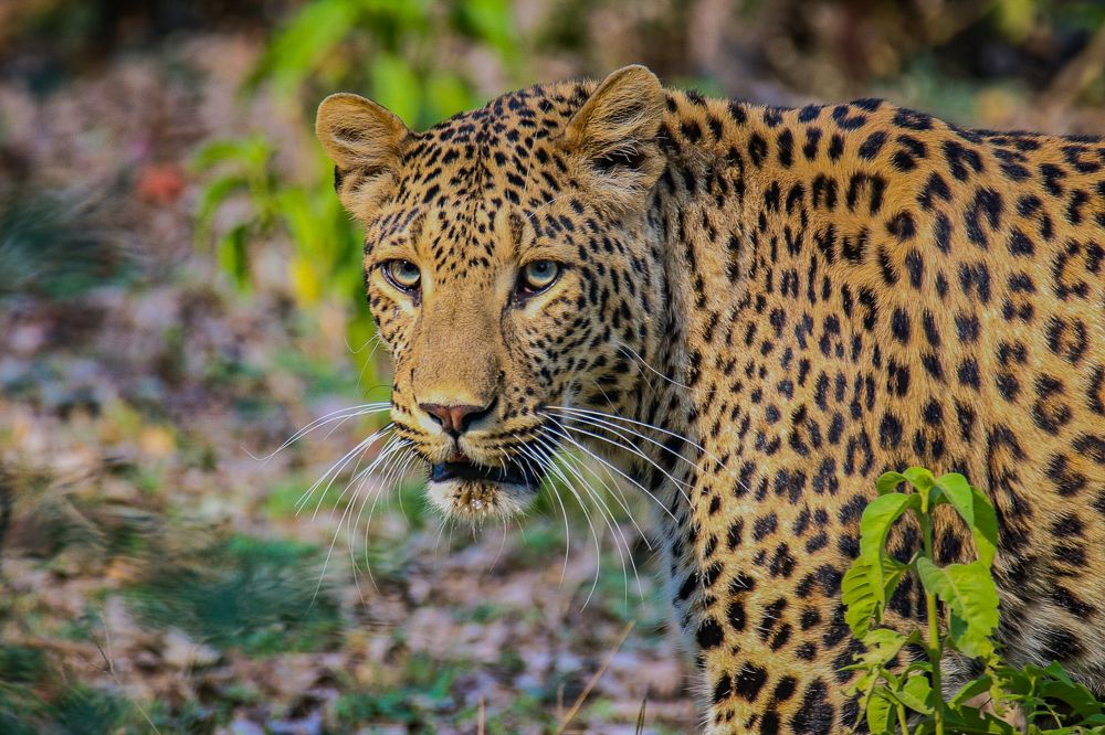 Photograph by Shalini Jain