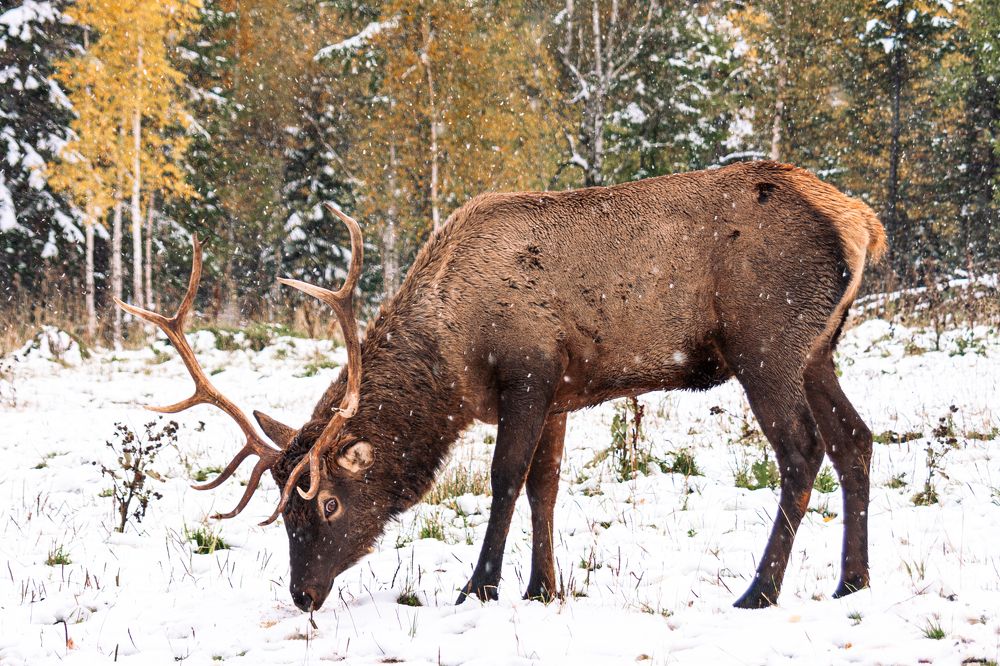 Photograph by Евгений Москвин