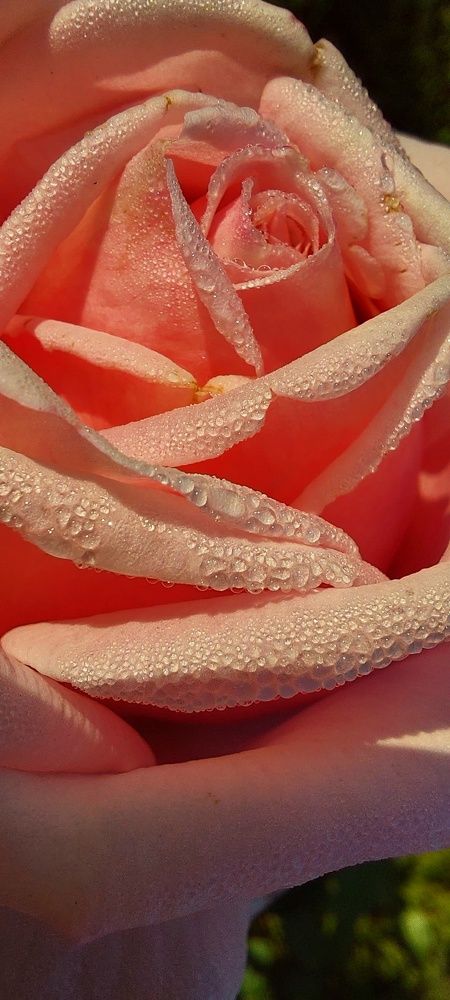 Photograph by Марина Жарикова