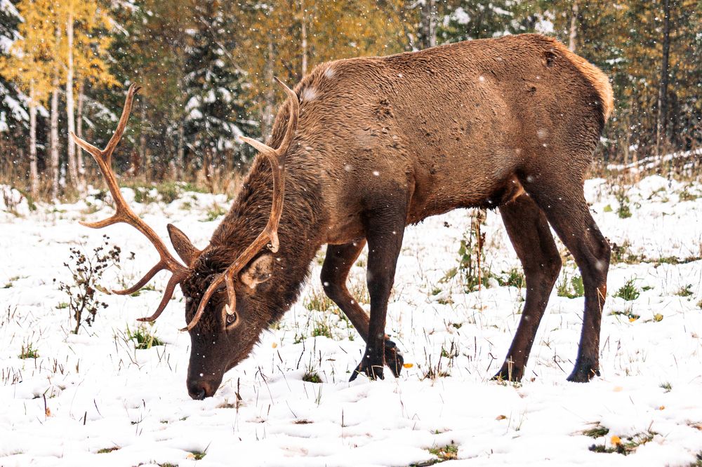 Photograph by Евгений Москвин