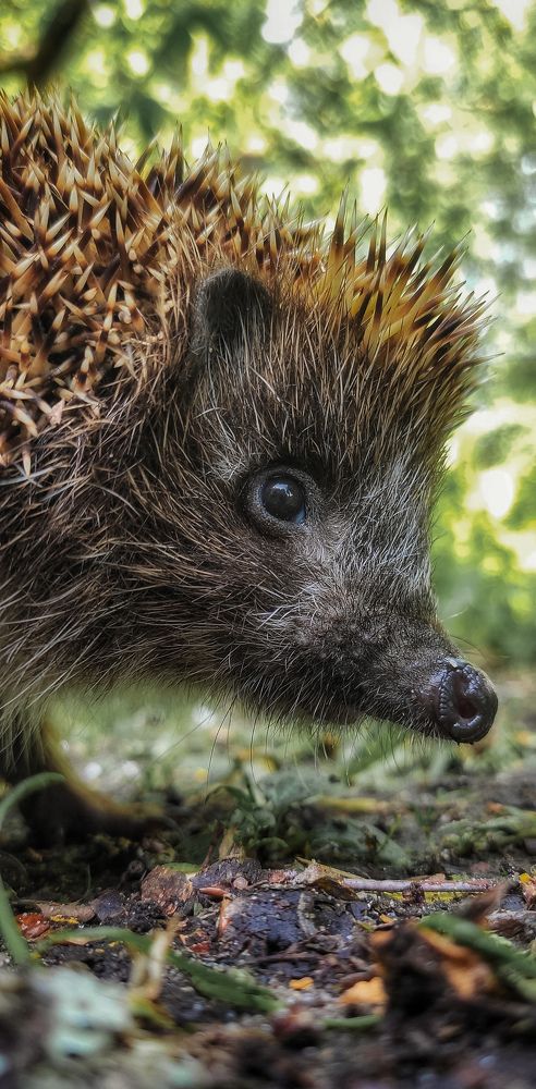 Фотография автора Обидина Мария