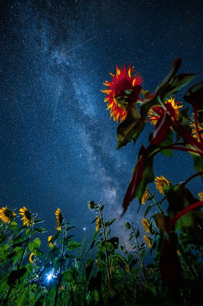 Подсолнухи