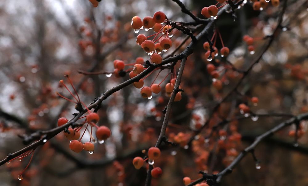 Photograph by елена