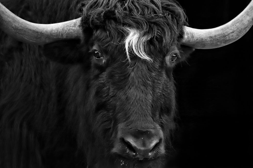 Фотография автора Елена Кириллова