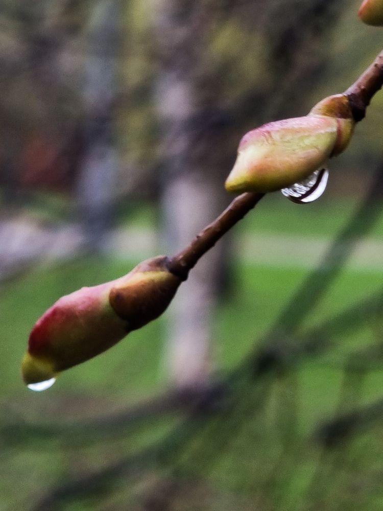 Фотография автора Светлана Алексеева