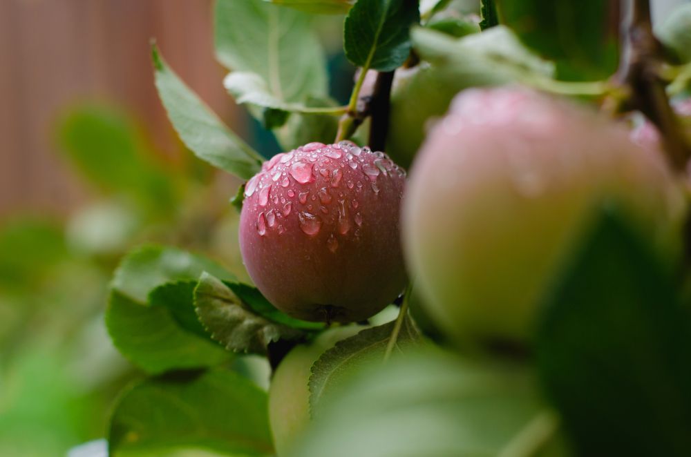 Photograph by Ксения Тенькина