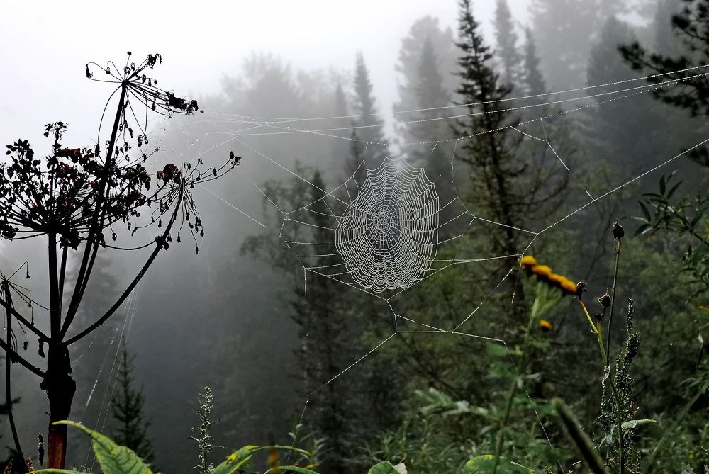 Фотография автора Сергей Тимофеев