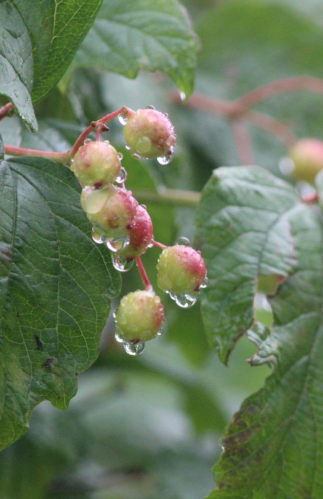 Photograph by Наталья Резванова