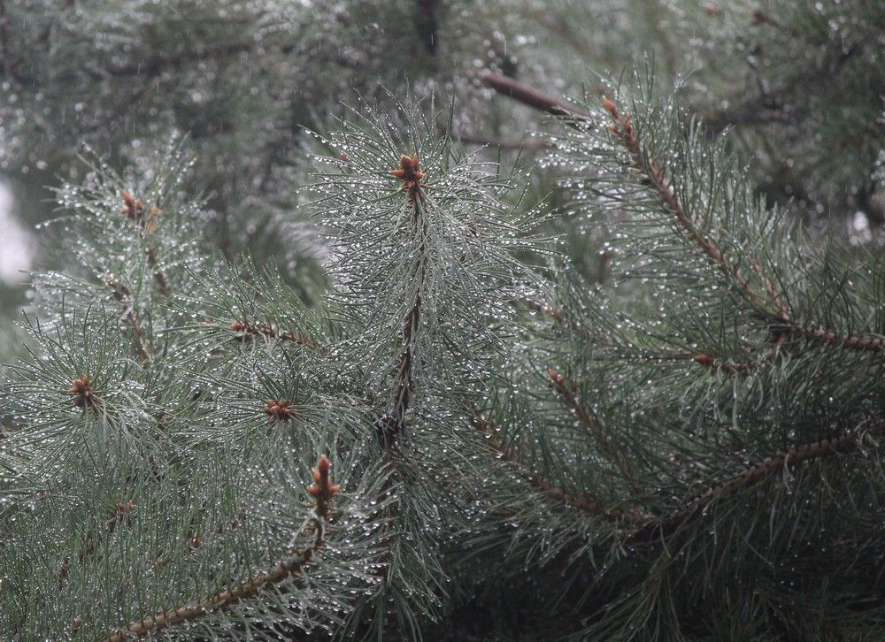 Photograph by Наталья Резванова