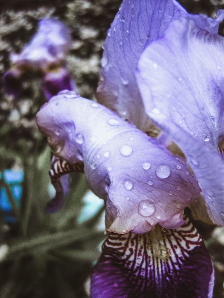 Фотография автора Юлия Гантимурова