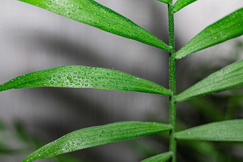 Photograph by Ирина Панько