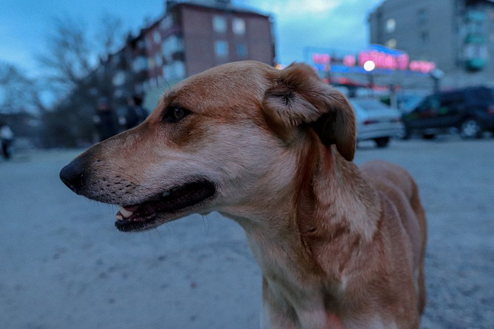 Жизнь без дома