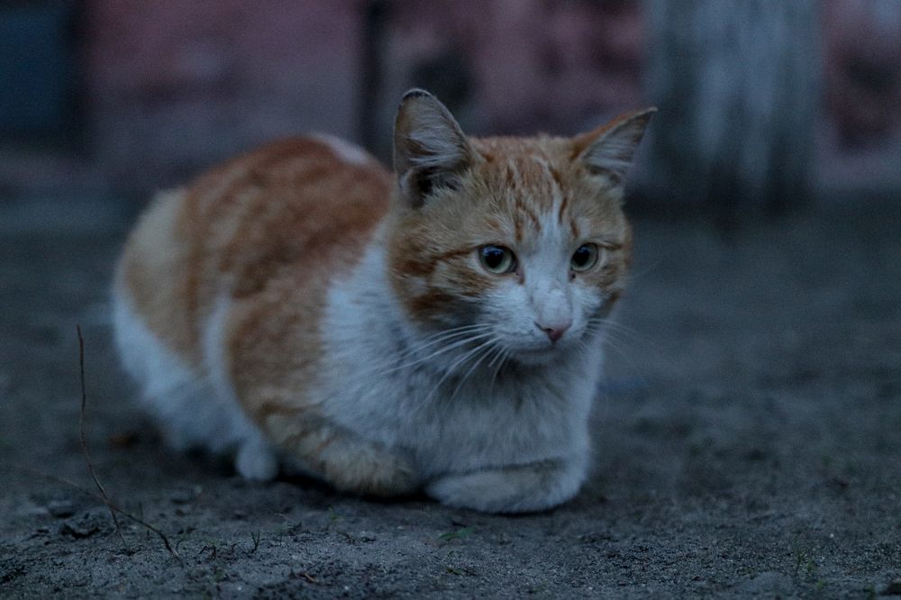 В дали от дома