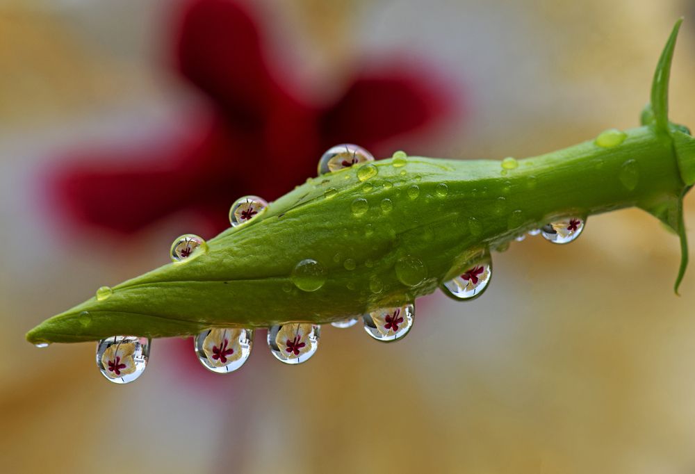 HIBISCUS IN RAINDROPS