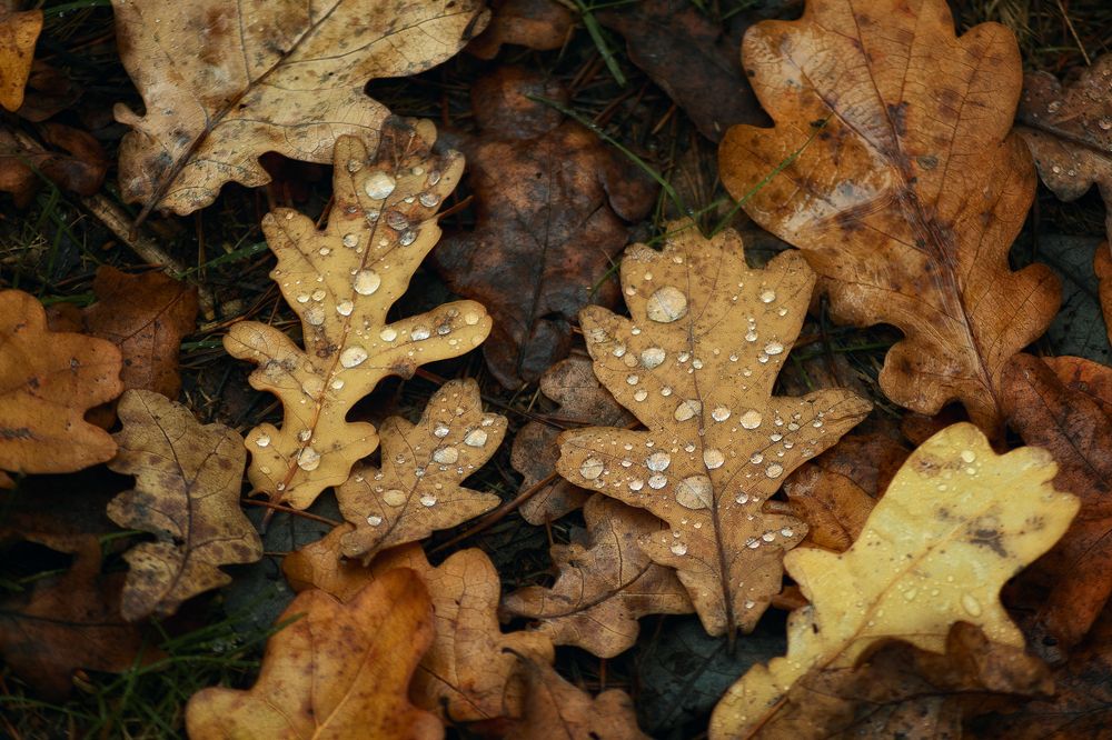 Photograph by Сергей Дишук