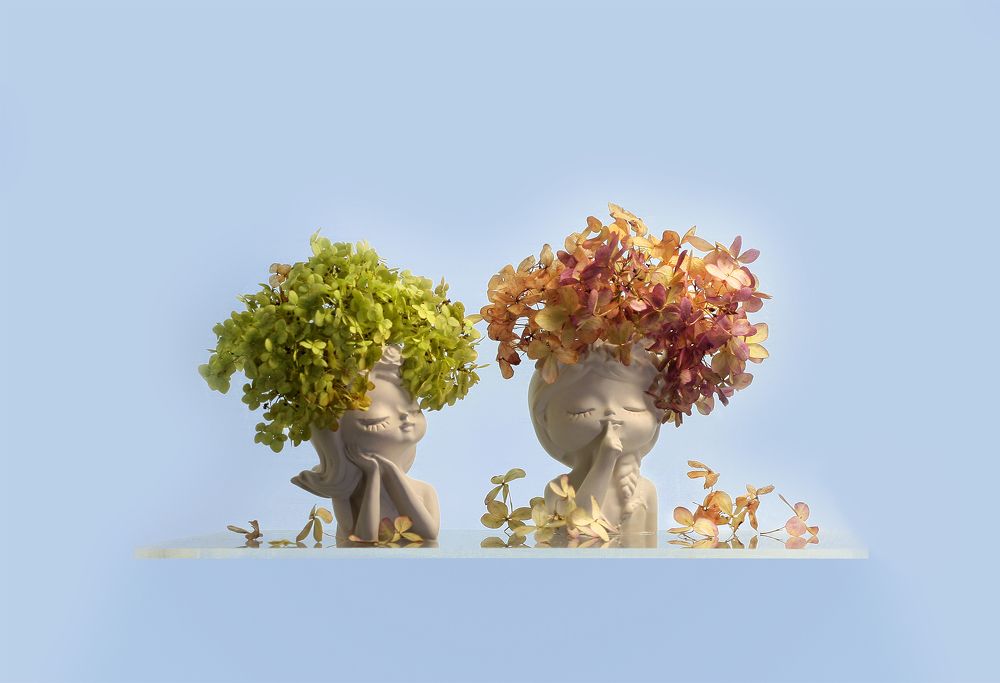 Спящие гортензии