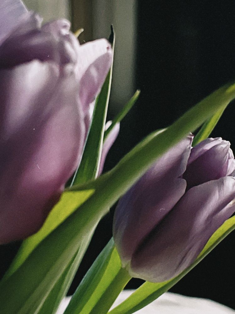 Photograph by Юлия Belonogaia