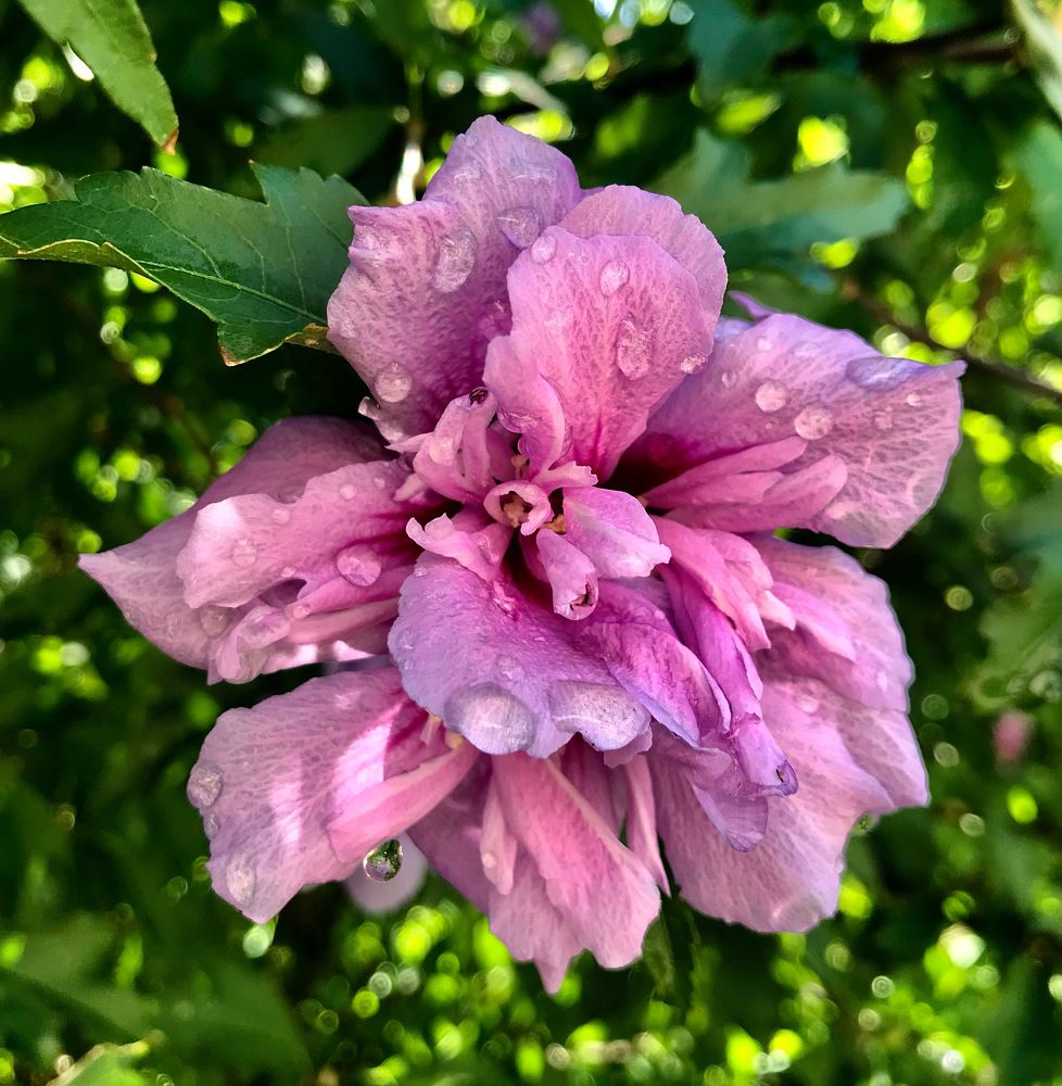 Photograph by Шестакова Наталья