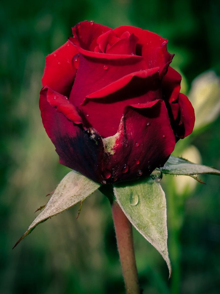 Photograph by Олеся Бронзова