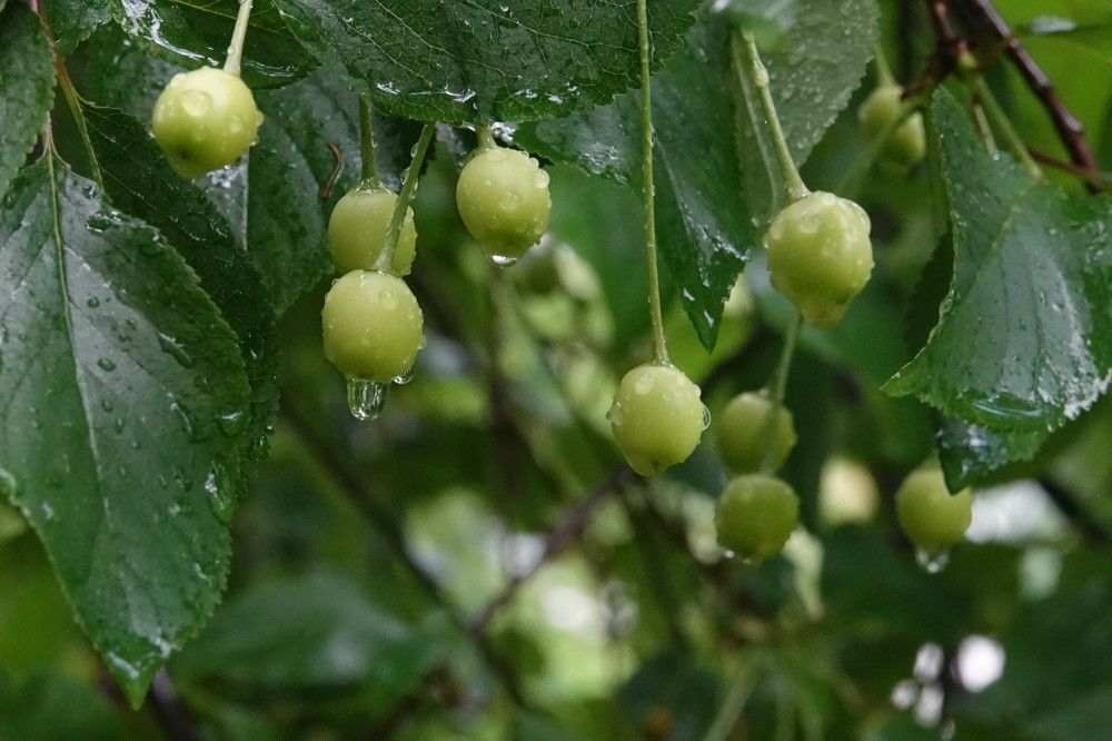 Photograph by jelena konickaja