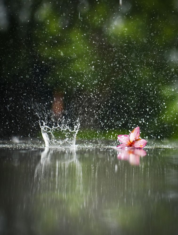 Фотография автора Светлана Зимина