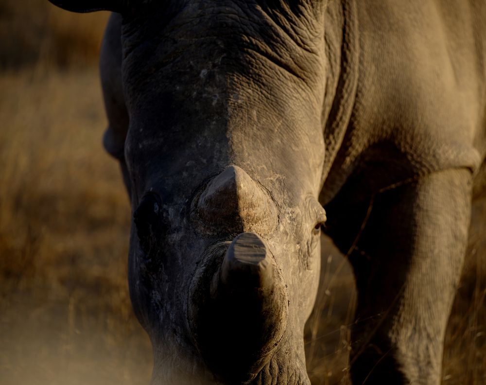 Photograph by Cristiano Vasques