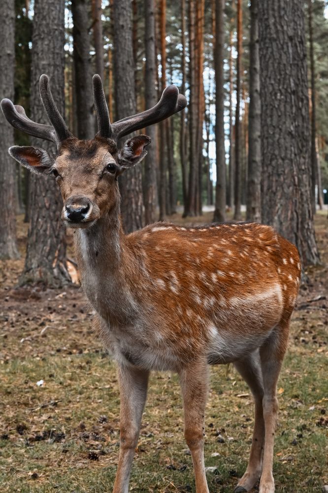 Photograph by Алёна Петрова