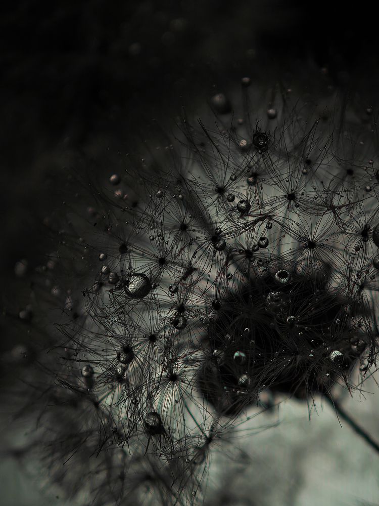 Фотография автора Тамара Нижельская