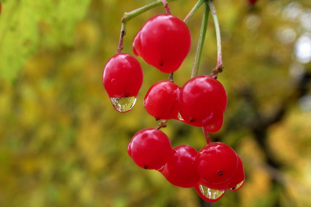 Photograph by Ольга Березовская