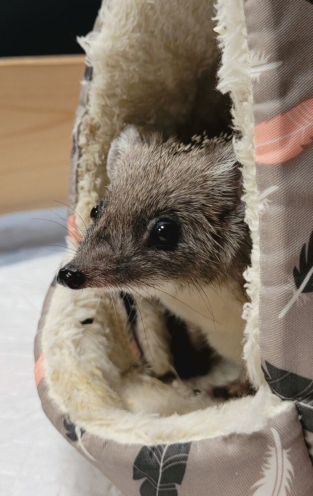 Фотография автора Светлана Зимина