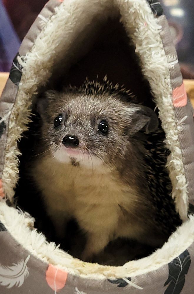 Фотография автора Светлана Зимина