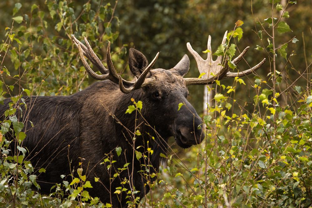 Фотография автора Anna Suchcicka