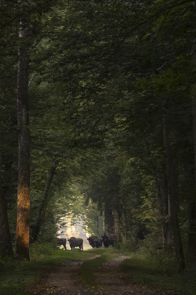 Photograph by Anna Suchcicka