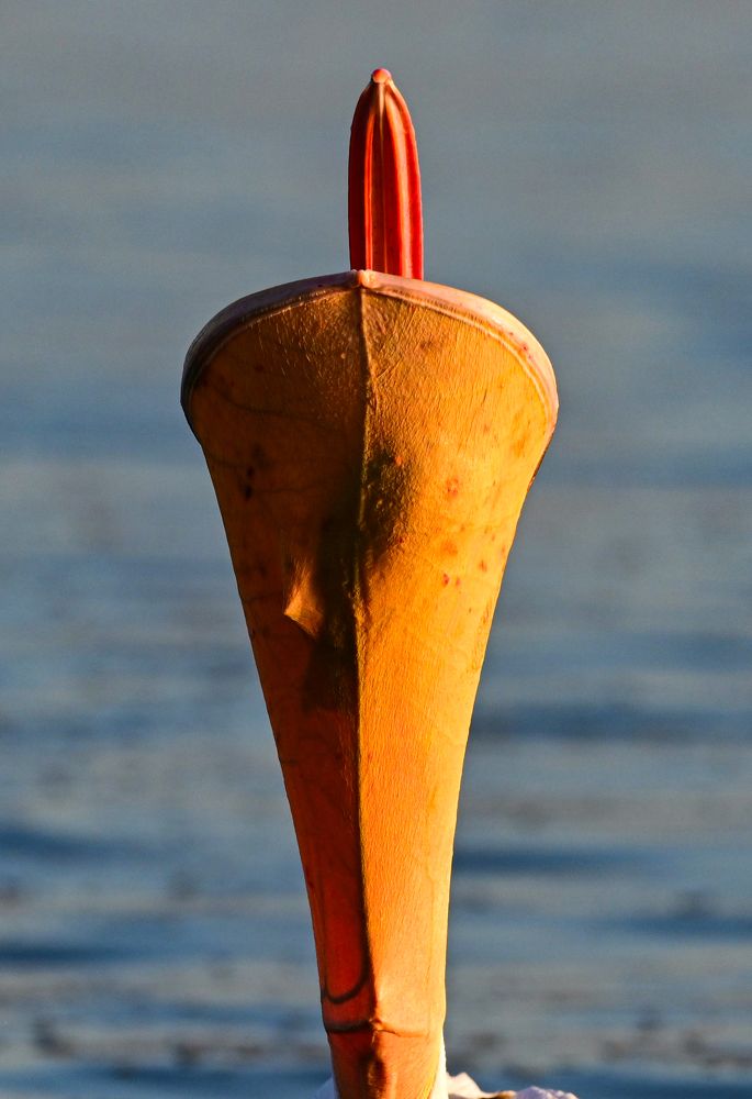 Pelican catching fish