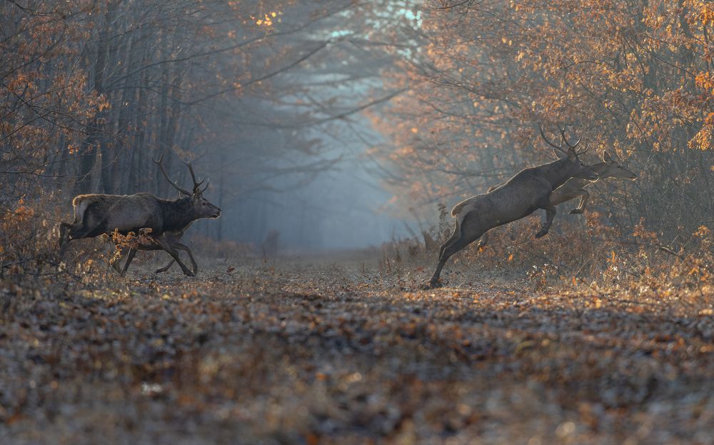 Photograph by George Alexandru Ghiuro