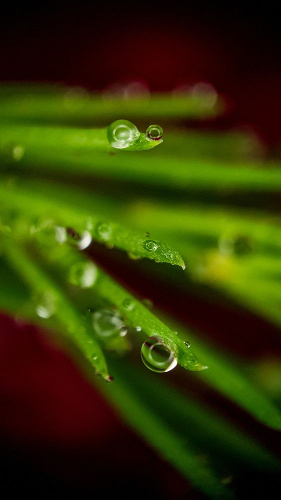 Photograph by Дарья Целуйко