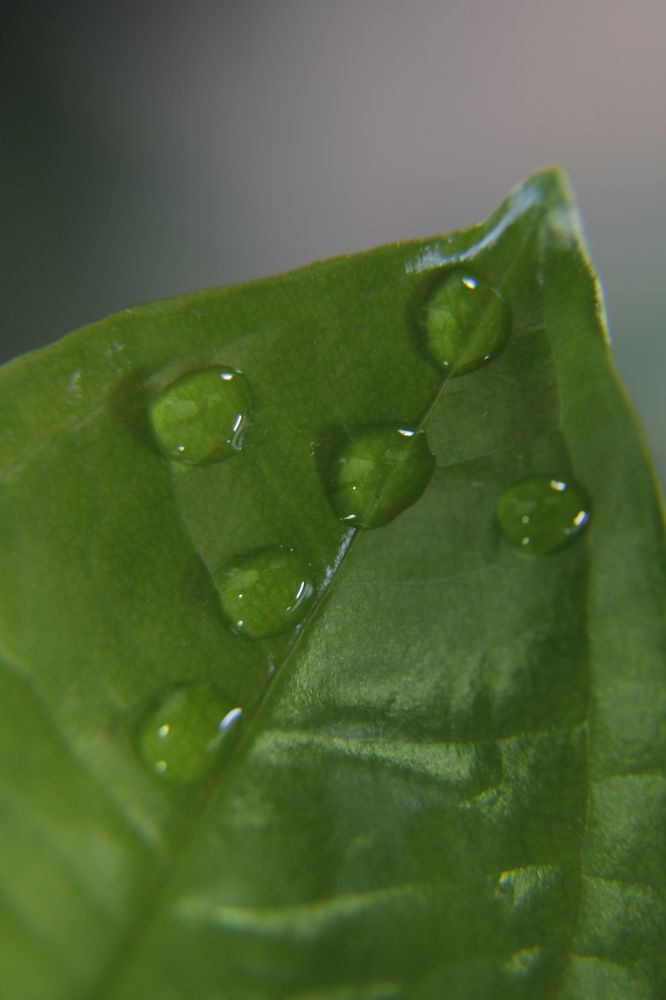 Photograph by Gonzalo Jorge Eduardo MARÓN